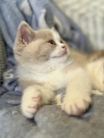Delicat – Die internationale Katzenausstellung